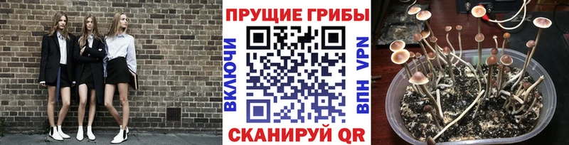где купить наркотик  Сосногорск  Псилоцибиновые грибы MAGIC MUSHROOMS 